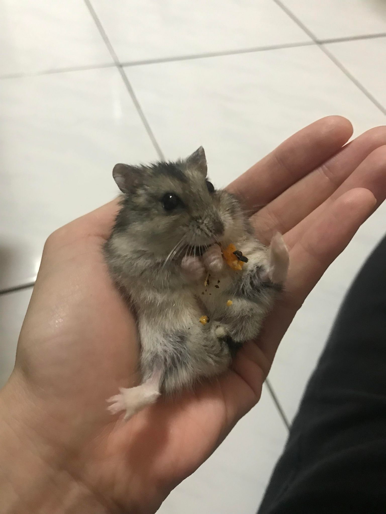 肥波 https://dtks6emtee9cj.cloudfront.net/20220124/001.jpg