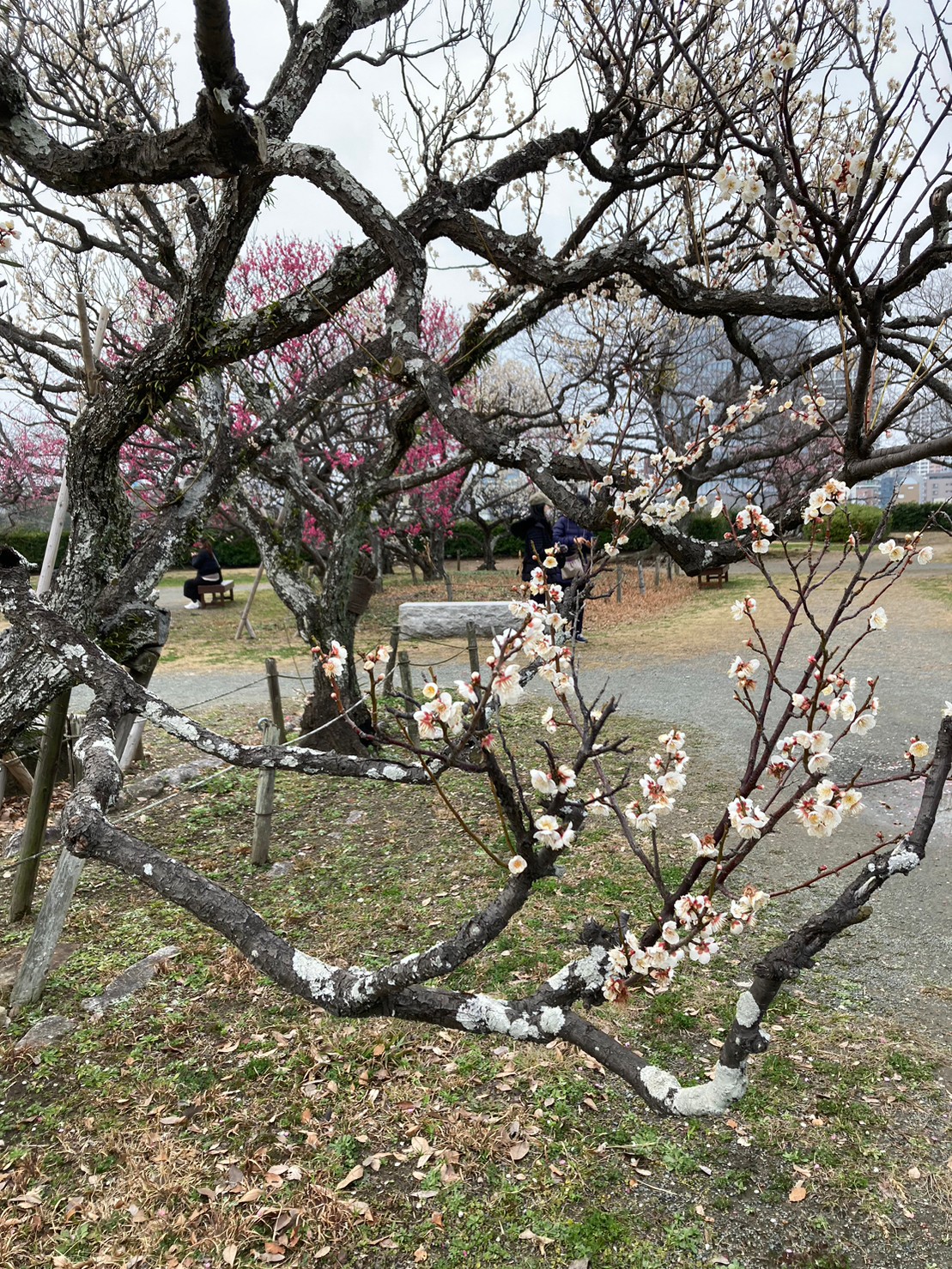 福岡城 https://dtks6emtee9cj.cloudfront.net/20230218/49.jpg