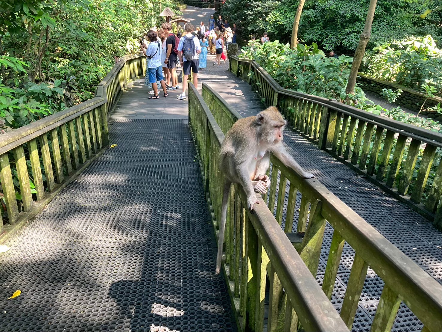 聖猴森林 https://dtks6emtee9cj.cloudfront.net/20240523/2031.jpg