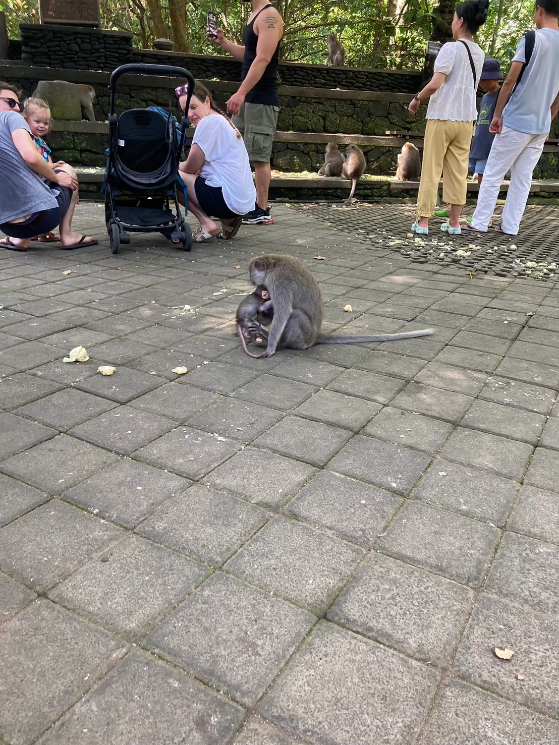 聖猴森林 https://dtks6emtee9cj.cloudfront.net/20240523/2039.jpg