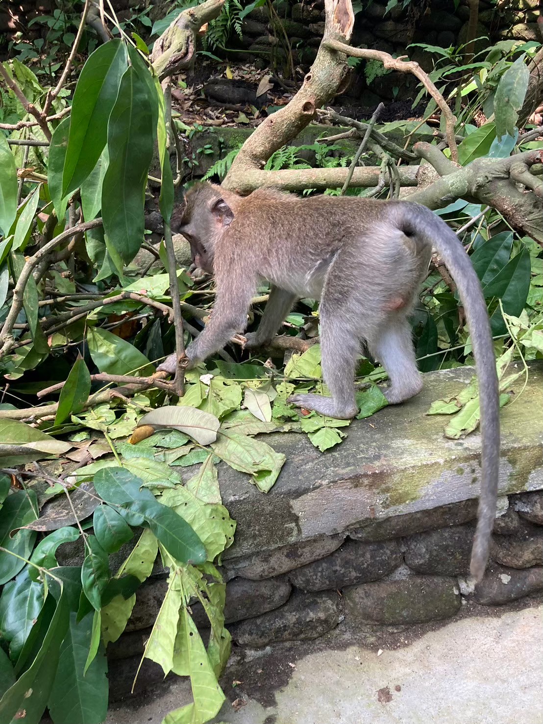 聖猴森林 https://dtks6emtee9cj.cloudfront.net/20240523/2040.jpg