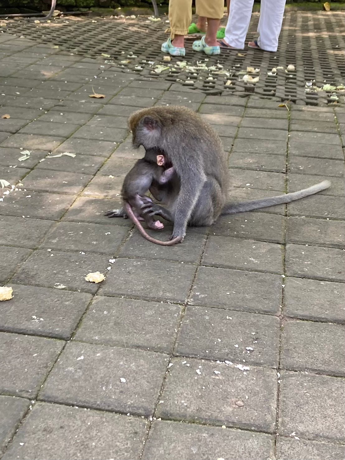 聖猴森林 https://dtks6emtee9cj.cloudfront.net/20240523/2154.jpg