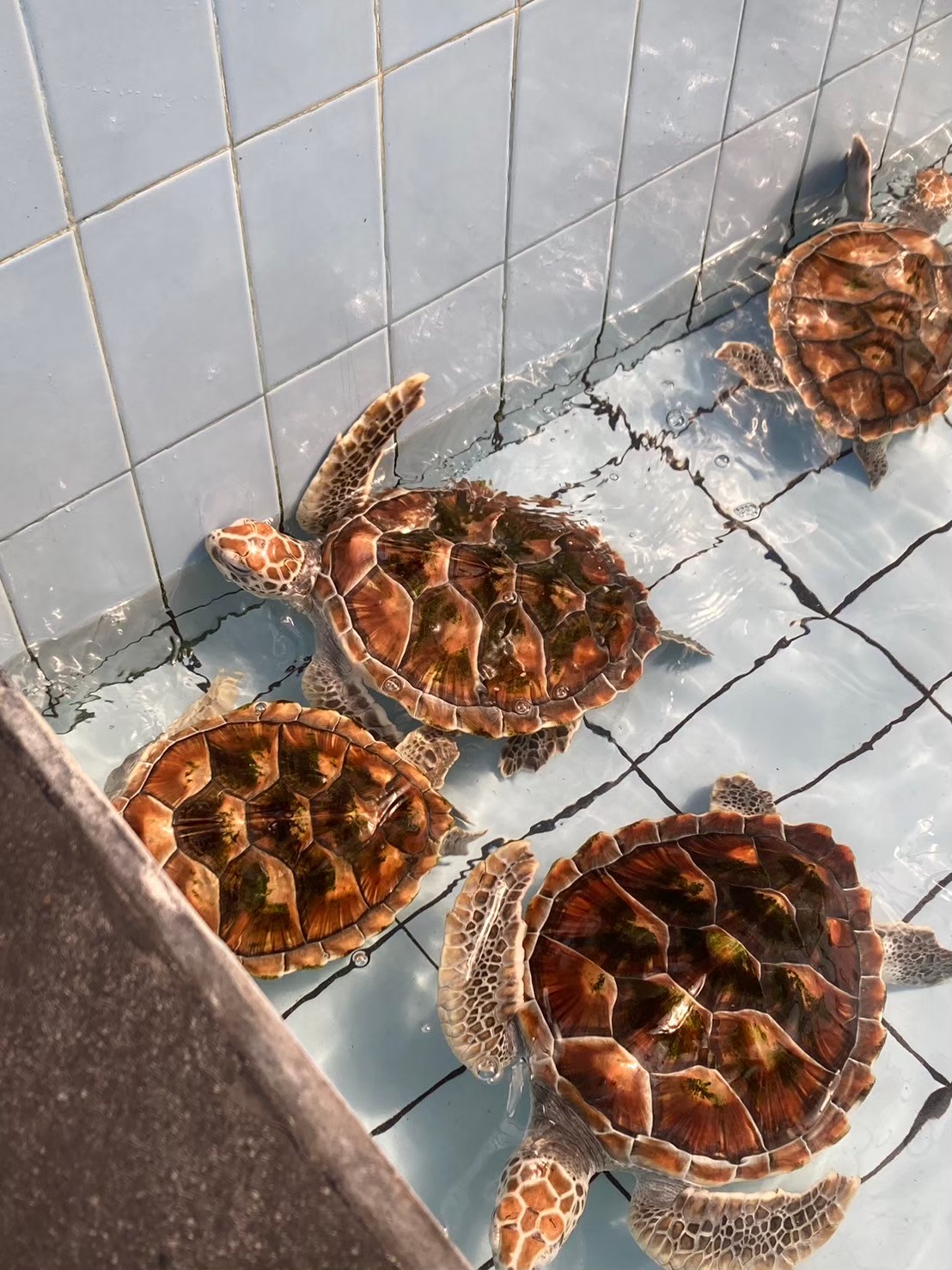 安達仕 https://dtks6emtee9cj.cloudfront.net/20240523/4170.jpg