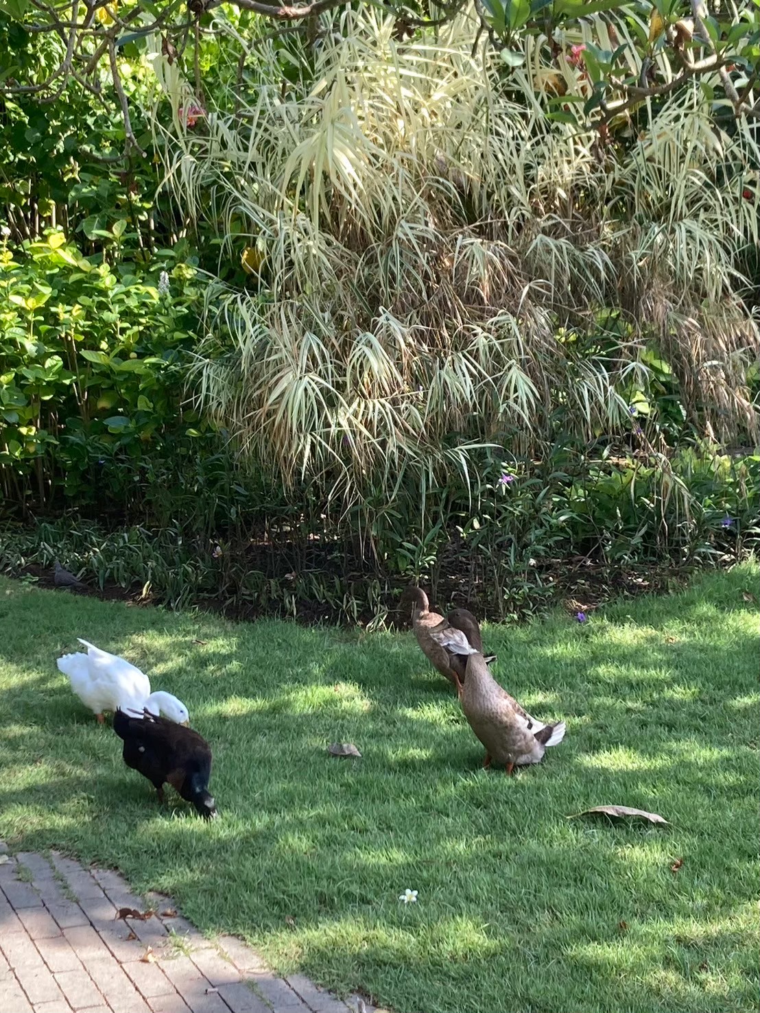 安達仕 https://dtks6emtee9cj.cloudfront.net/20240523/4171.jpg