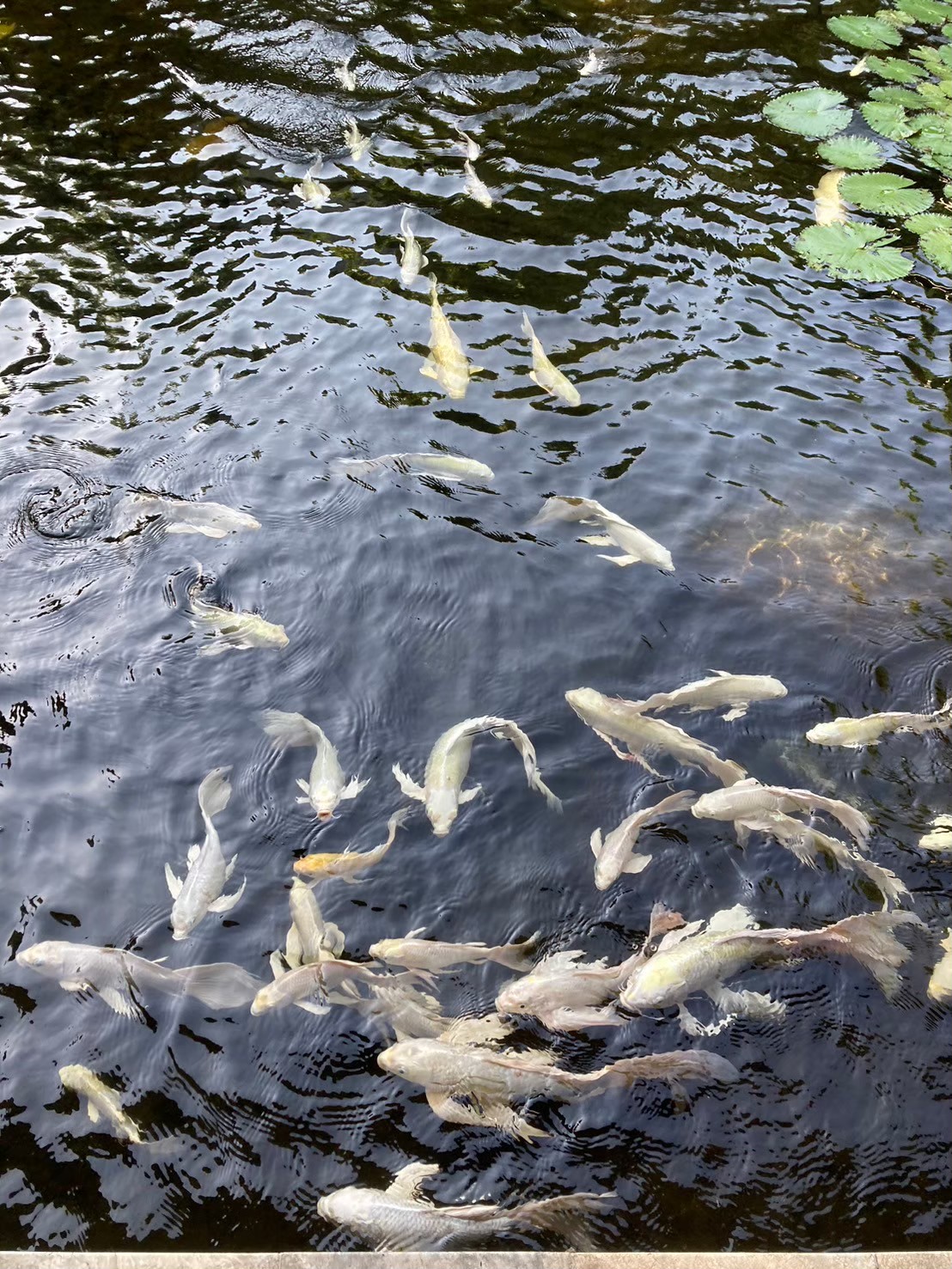 安達仕 https://dtks6emtee9cj.cloudfront.net/20240523/6114.jpg