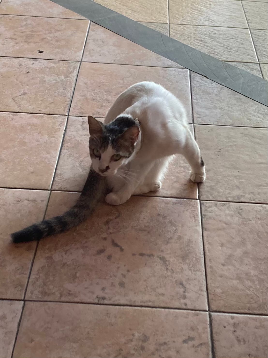 安達仕 https://dtks6emtee9cj.cloudfront.net/20240523/6123.jpg