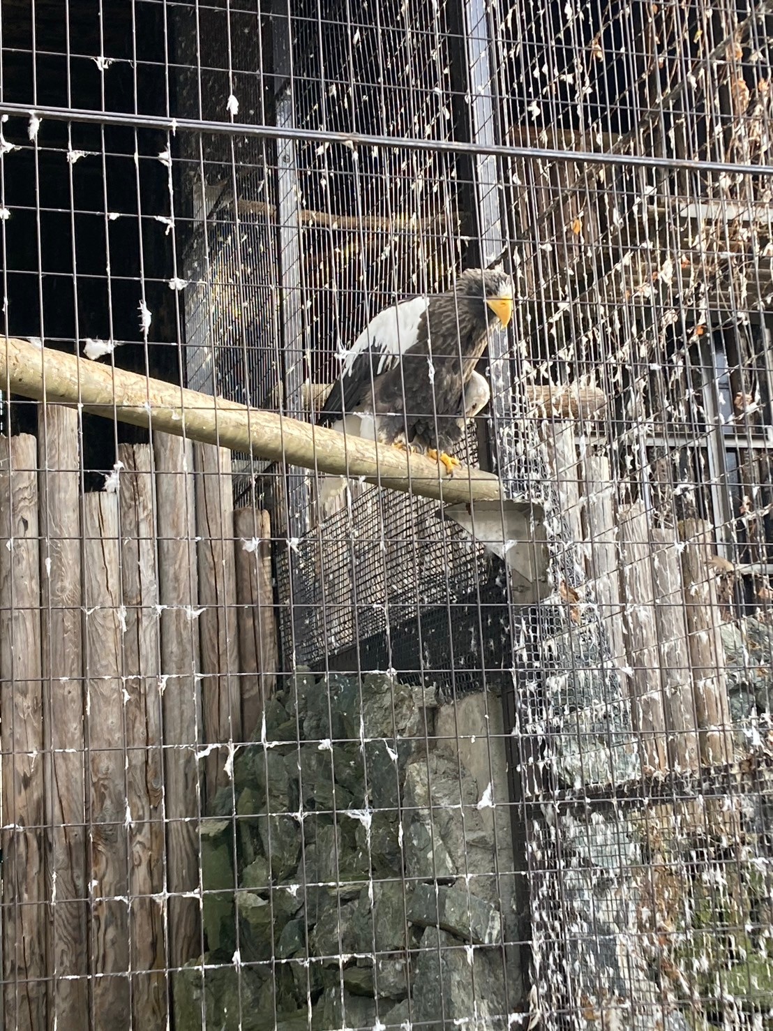 圓山動物園 https://dtks6emtee9cj.cloudfront.net/20241130/275.jpg