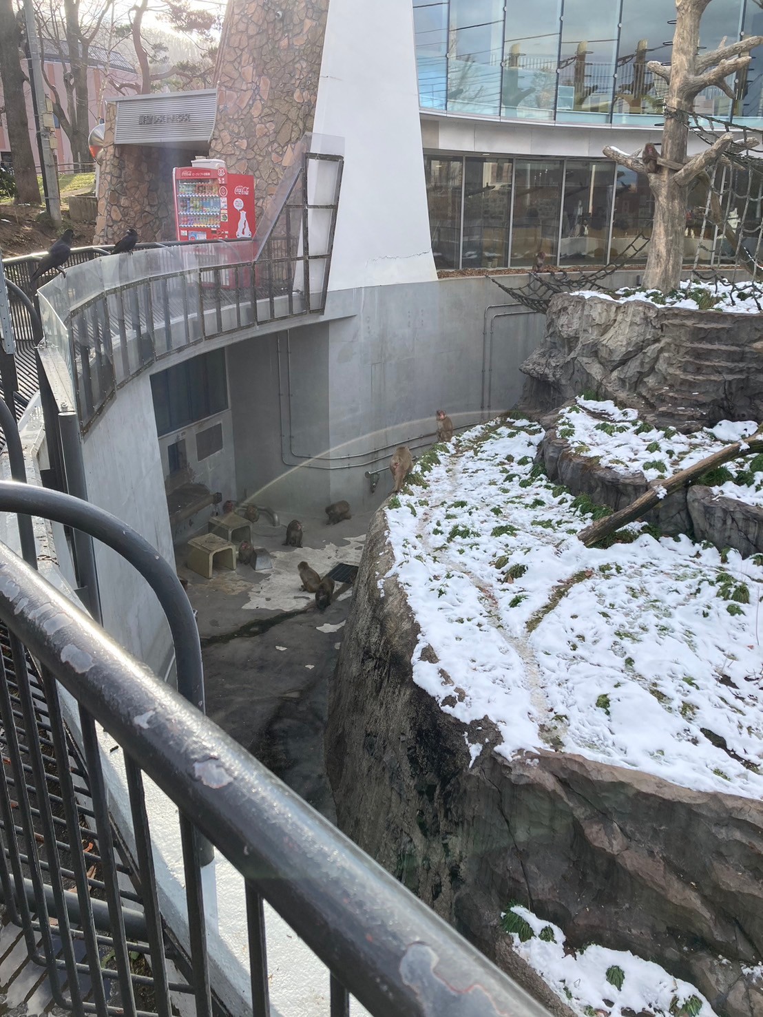 圓山動物園 https://dtks6emtee9cj.cloudfront.net/20241130/278.jpg