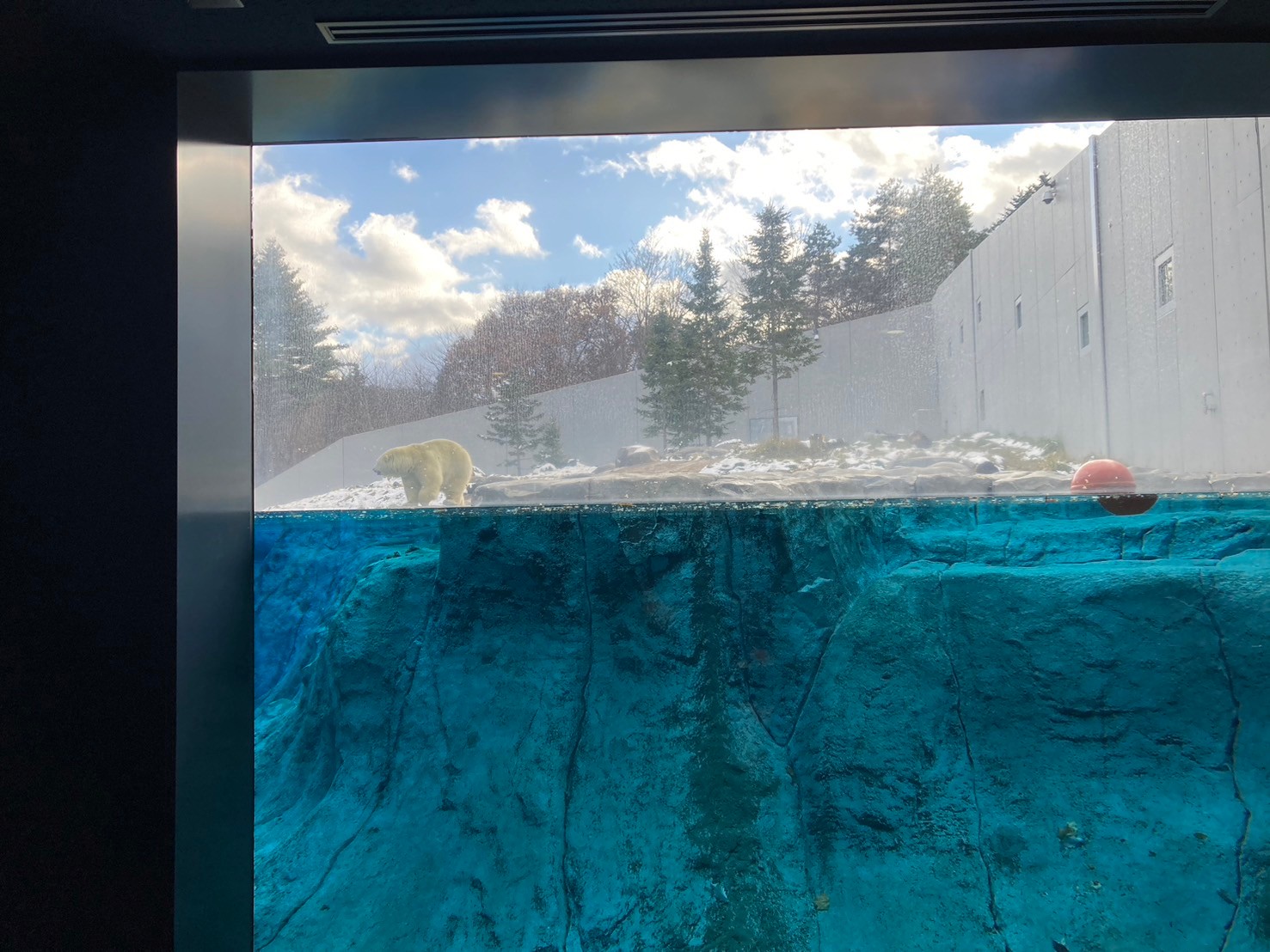 圓山動物園 https://dtks6emtee9cj.cloudfront.net/20241130/298.jpg