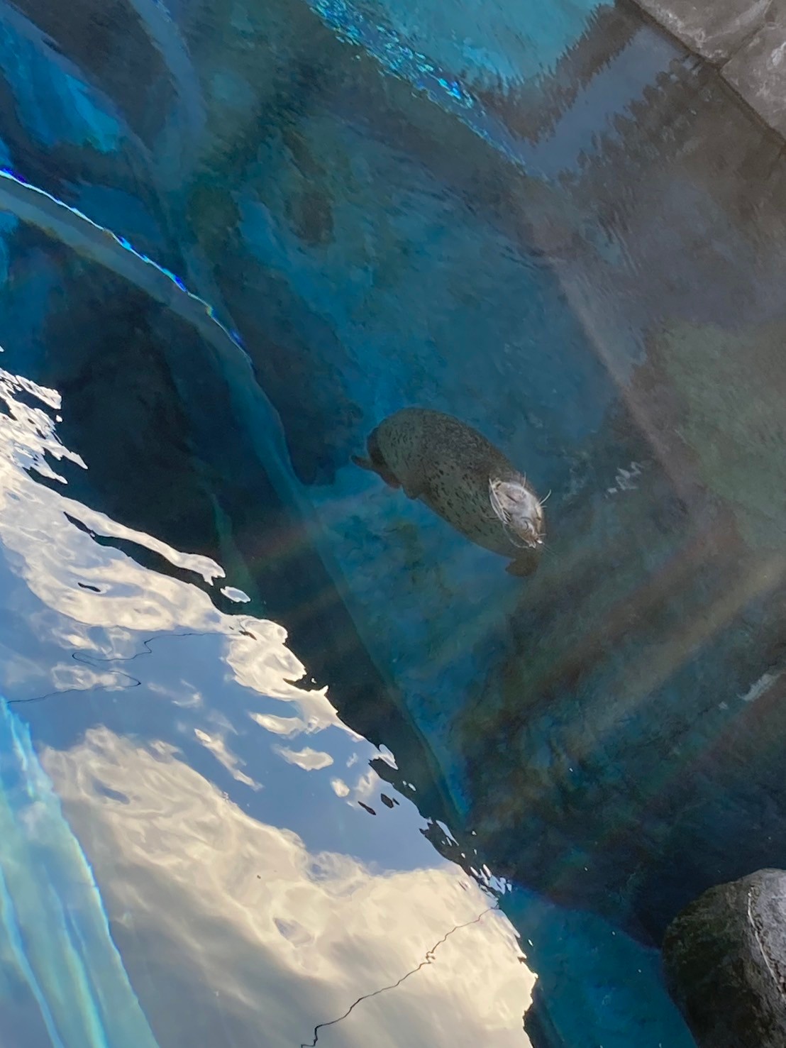 圓山動物園 https://dtks6emtee9cj.cloudfront.net/20241130/304.jpg