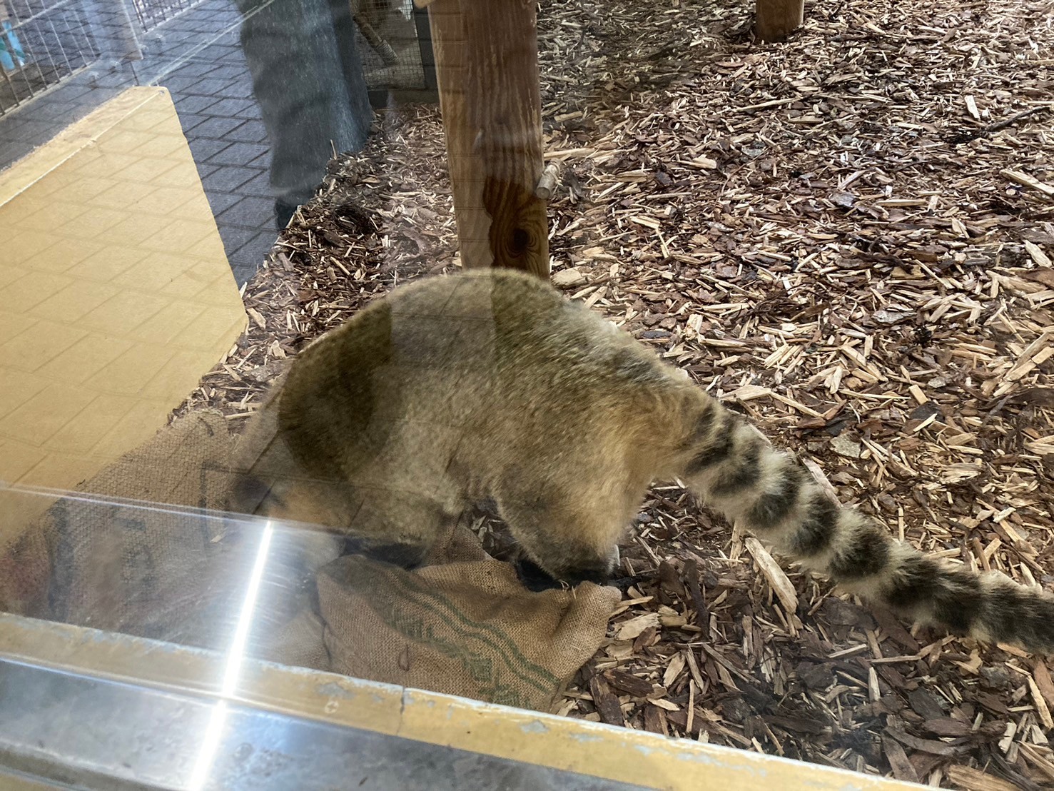 圓山動物園 https://dtks6emtee9cj.cloudfront.net/20241130/306.jpg