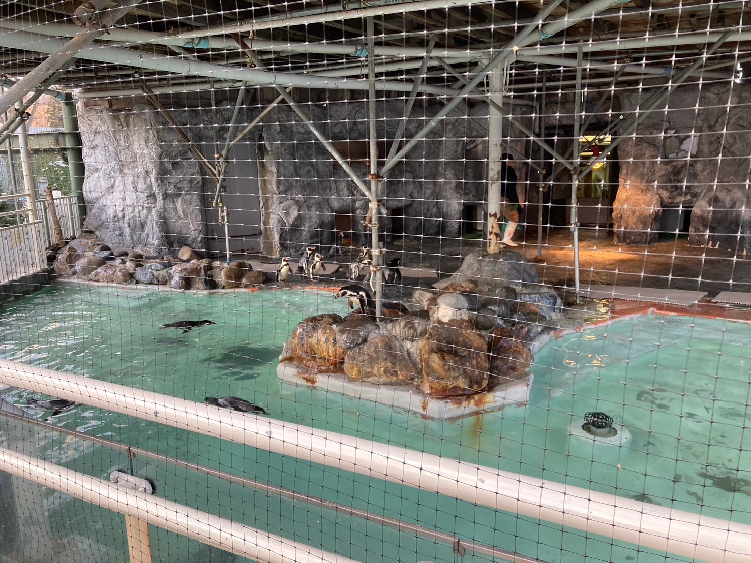 圓山動物園 https://dtks6emtee9cj.cloudfront.net/20241130/309.jpg