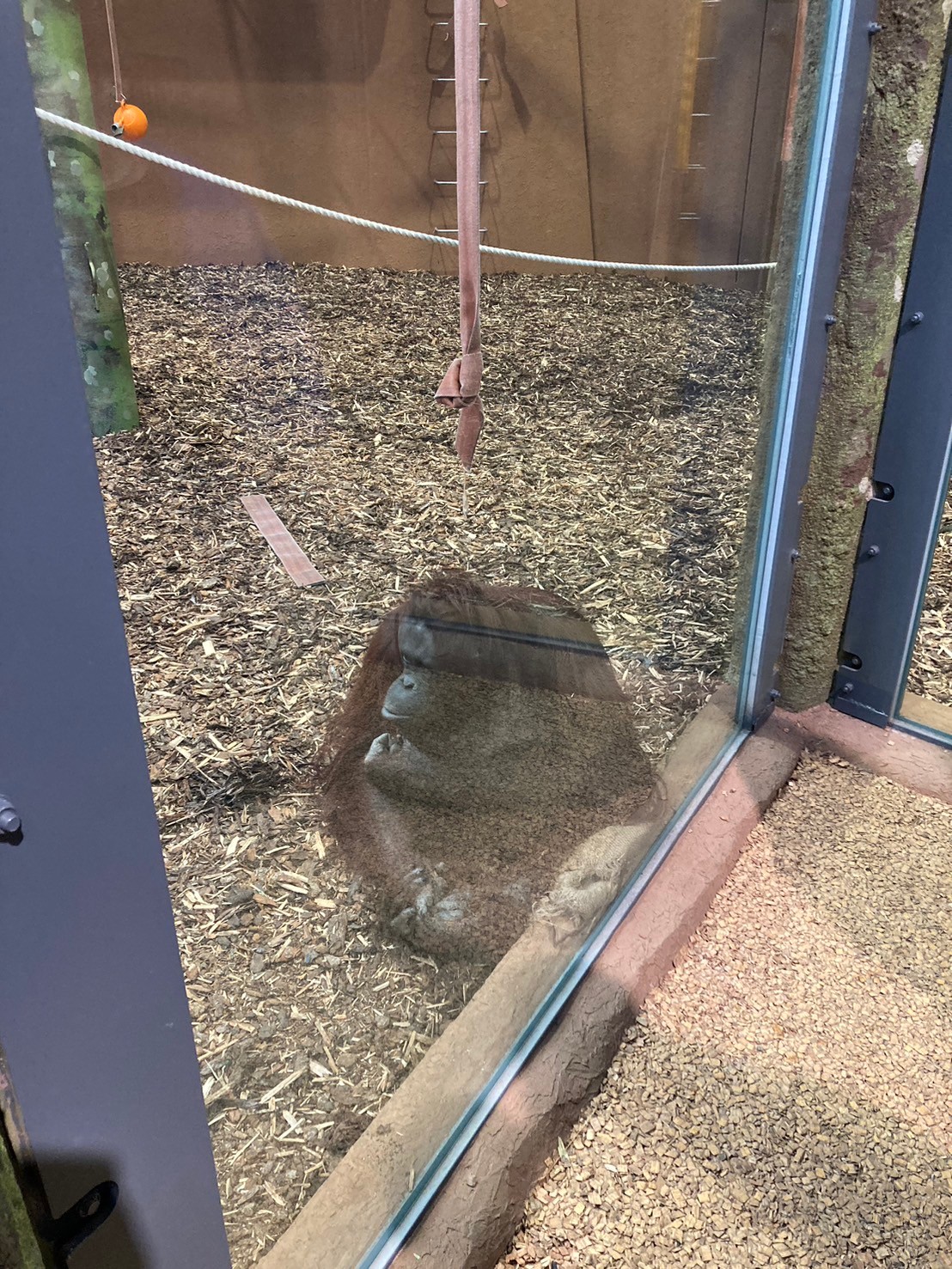 圓山動物園 https://dtks6emtee9cj.cloudfront.net/20241130/311.jpg