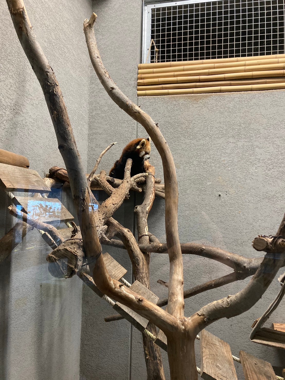 圓山動物園 https://dtks6emtee9cj.cloudfront.net/20241130/314.jpg