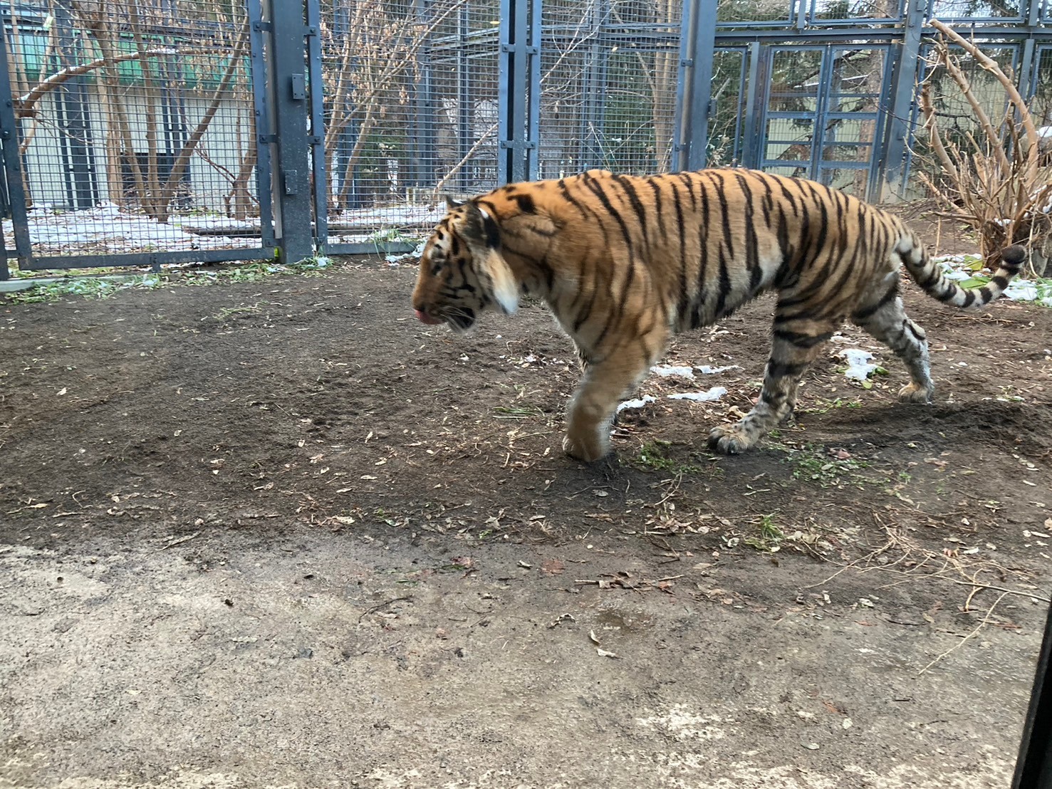 圓山動物園 https://dtks6emtee9cj.cloudfront.net/20241130/317.jpg