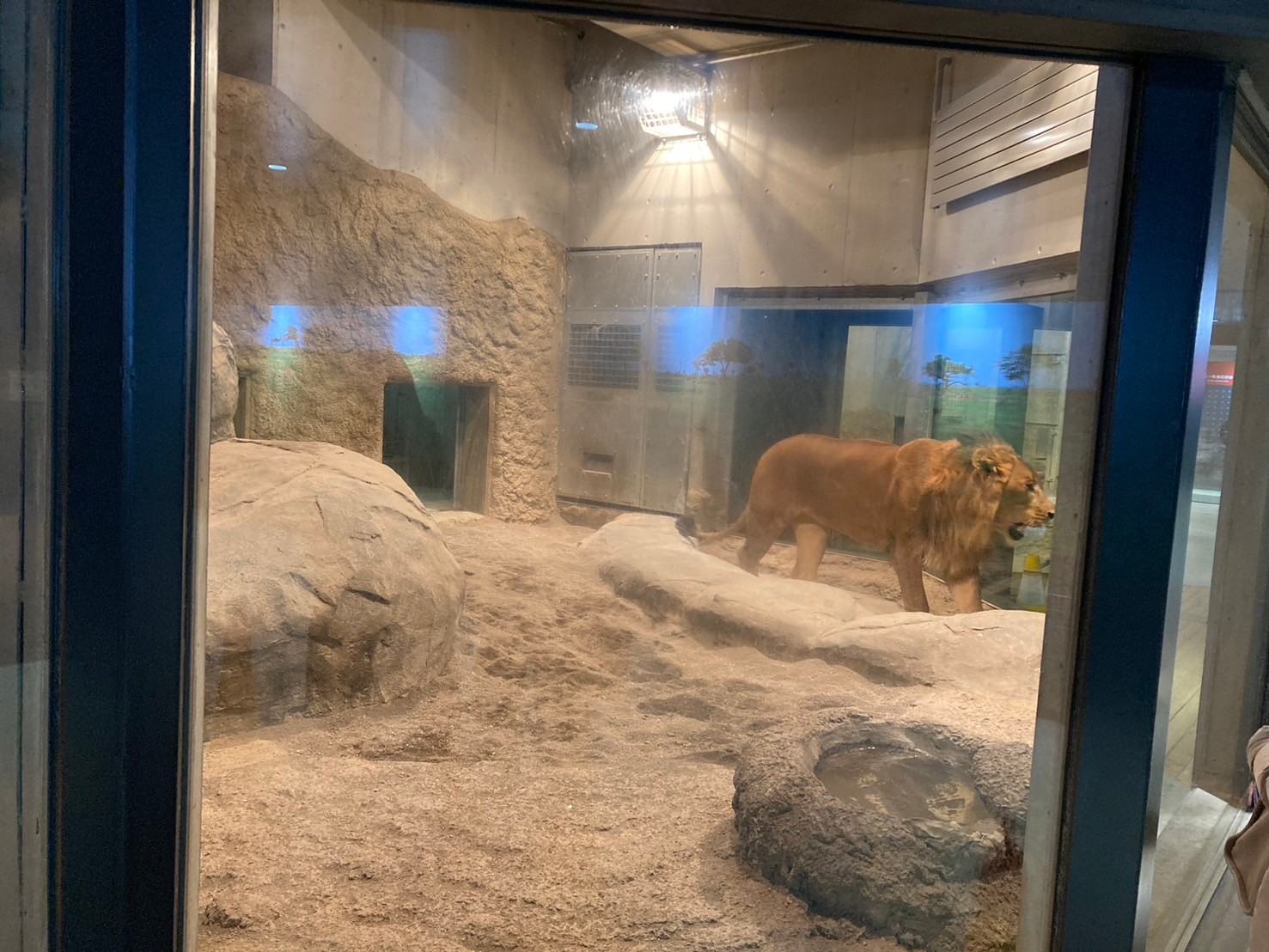 圓山動物園 https://dtks6emtee9cj.cloudfront.net/20241130/320.jpg