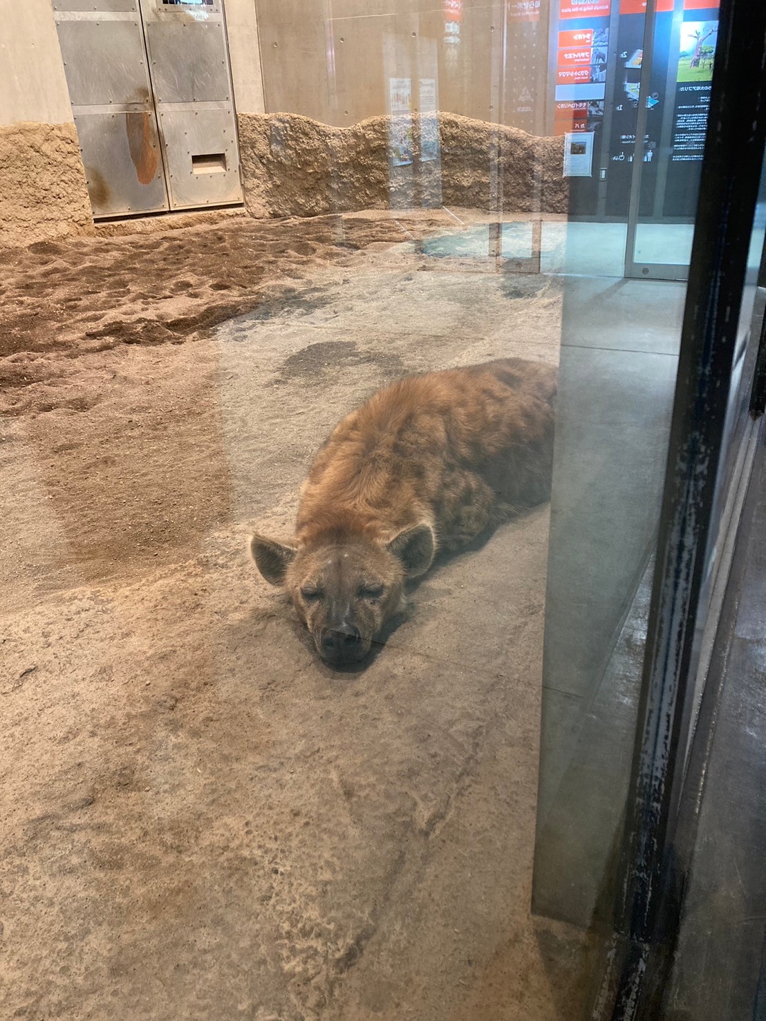 圓山動物園 https://dtks6emtee9cj.cloudfront.net/20241130/325.jpg