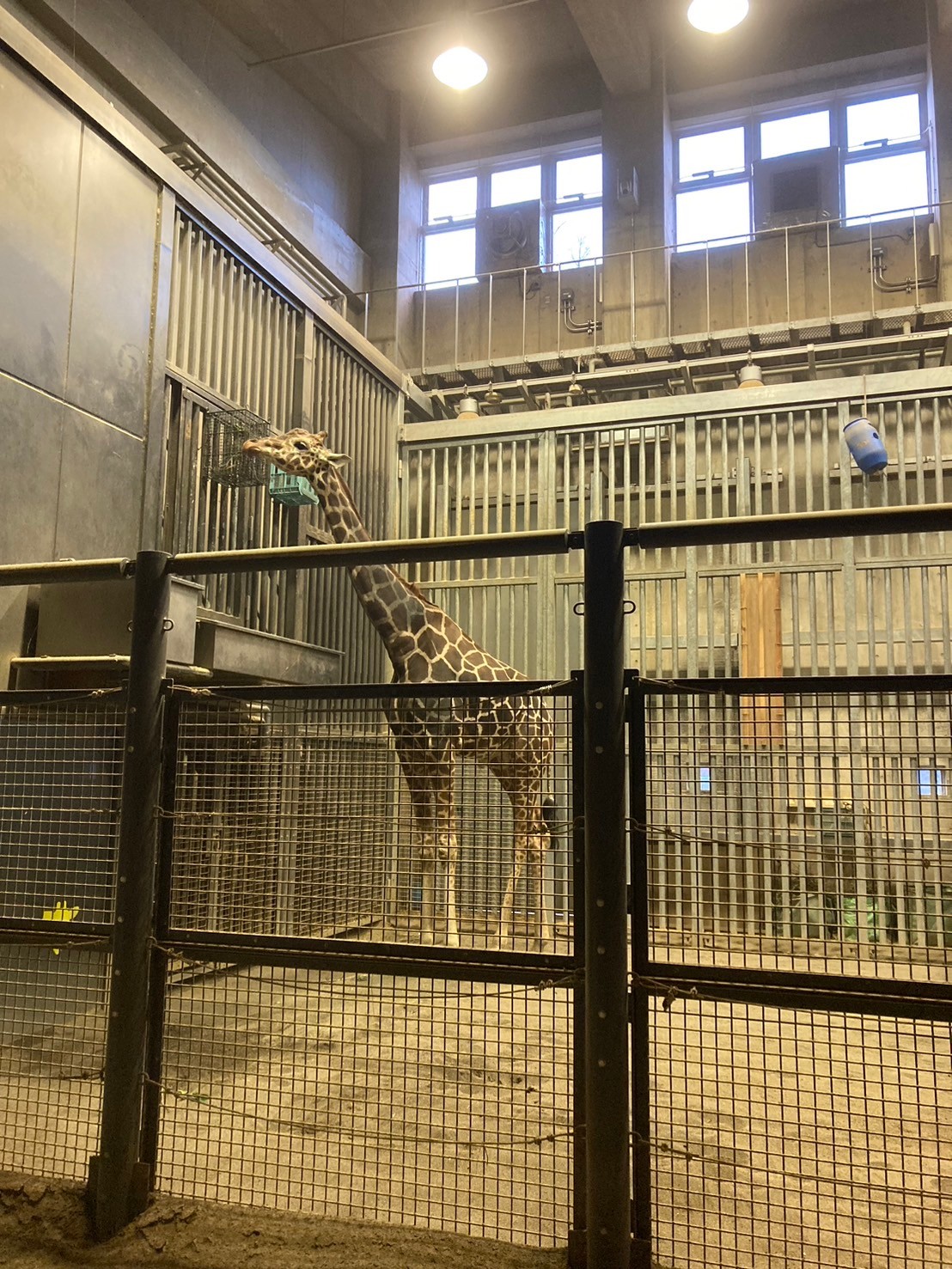 圓山動物園 https://dtks6emtee9cj.cloudfront.net/20241130/330.jpg