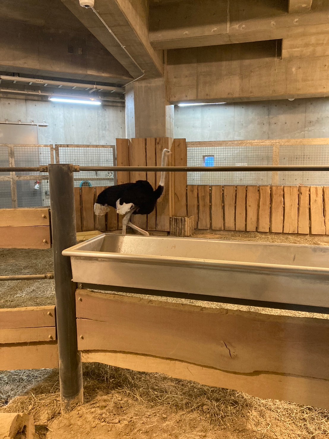 圓山動物園 https://dtks6emtee9cj.cloudfront.net/20241130/331.jpg