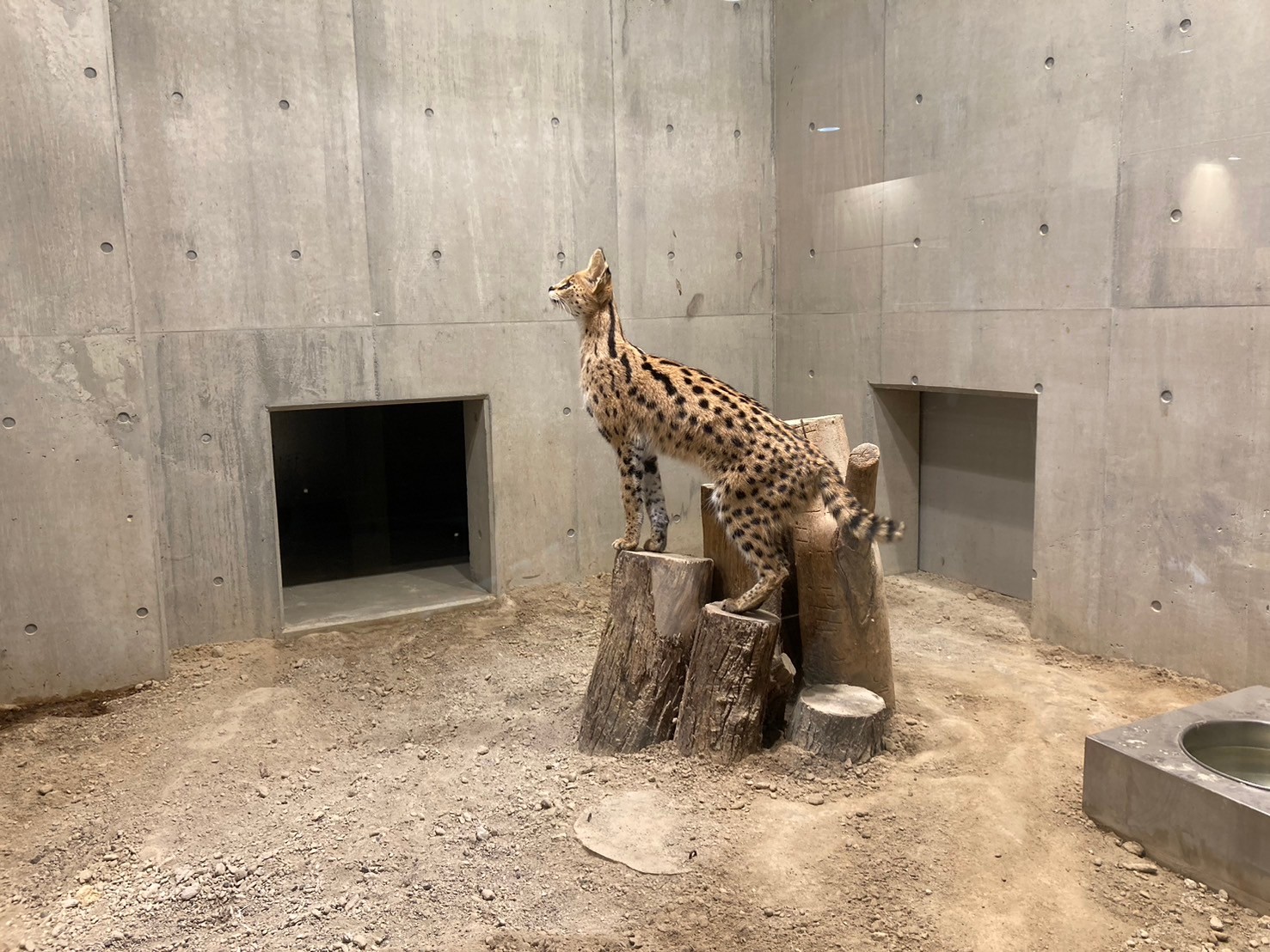 圓山動物園 https://dtks6emtee9cj.cloudfront.net/20241130/332.jpg