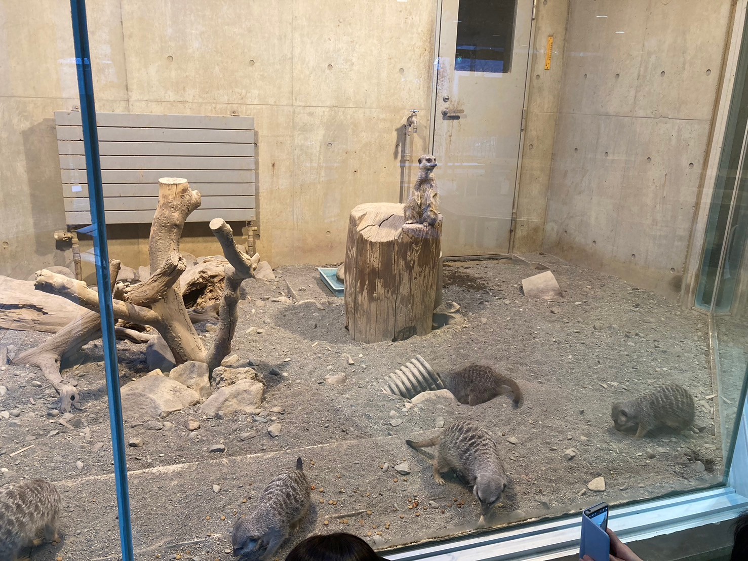 圓山動物園 https://dtks6emtee9cj.cloudfront.net/20241130/333.jpg