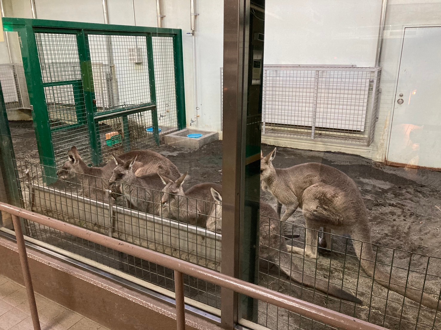 圓山動物園 https://dtks6emtee9cj.cloudfront.net/20241130/338.jpg