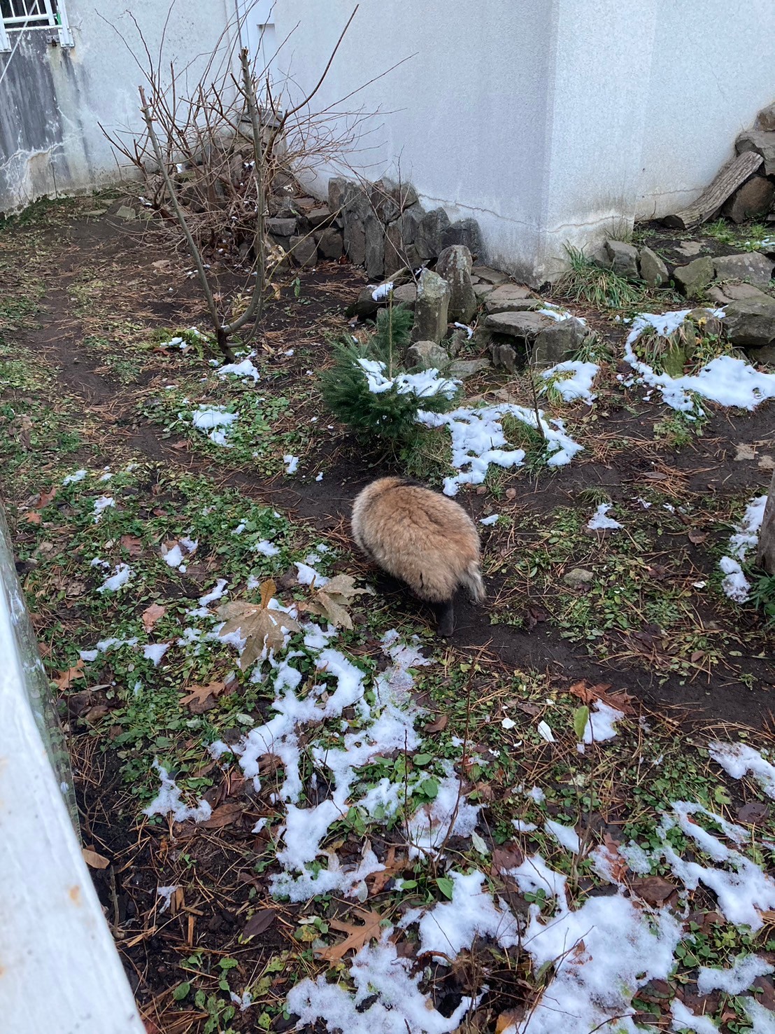 圓山動物園 https://dtks6emtee9cj.cloudfront.net/20241130/340.jpg