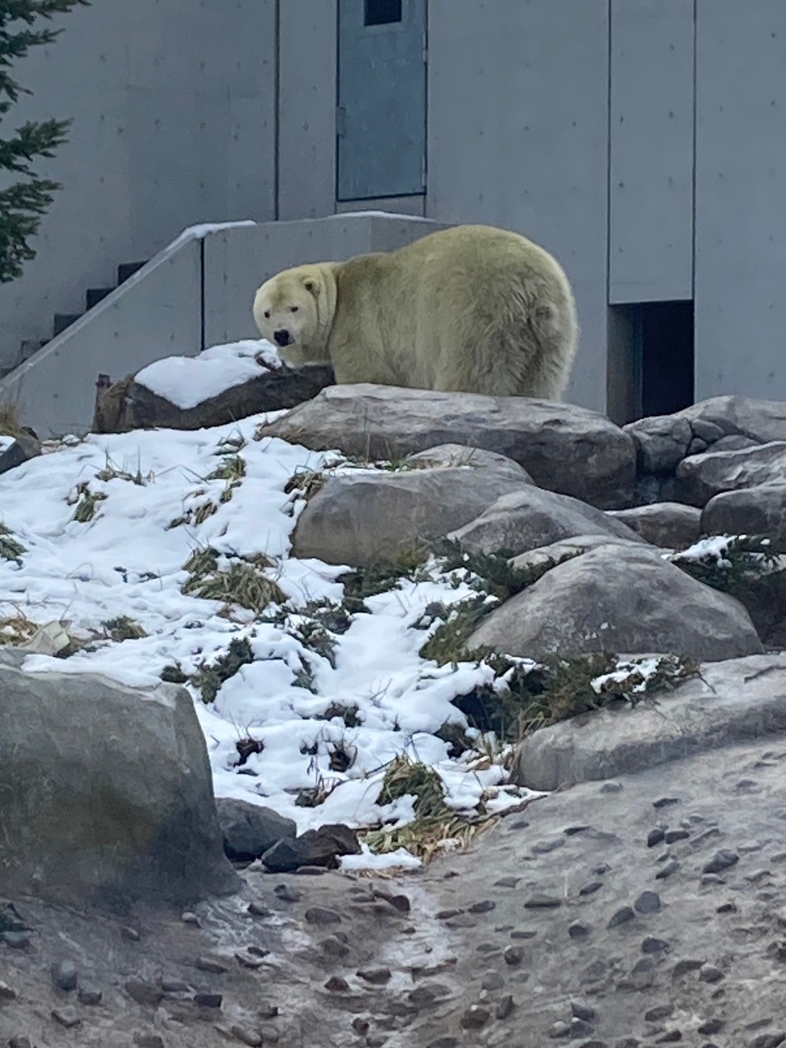 圓山動物園 https://dtks6emtee9cj.cloudfront.net/20241130/584.jpg