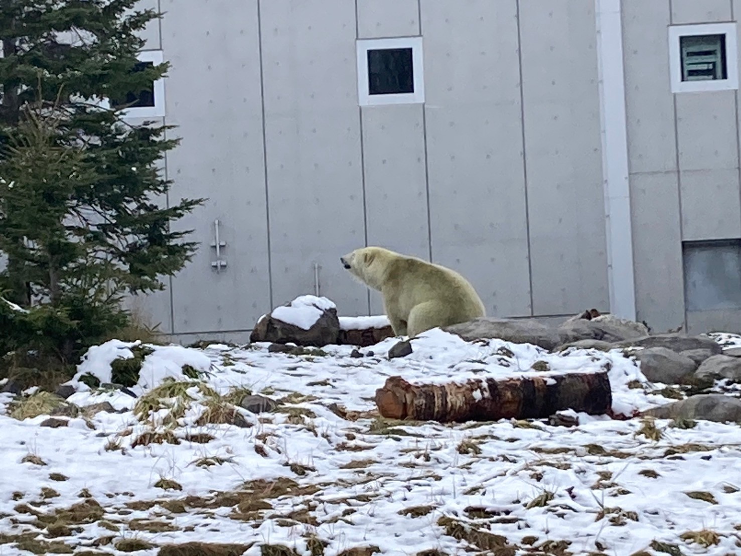 圓山動物園 https://dtks6emtee9cj.cloudfront.net/20241130/585.jpg