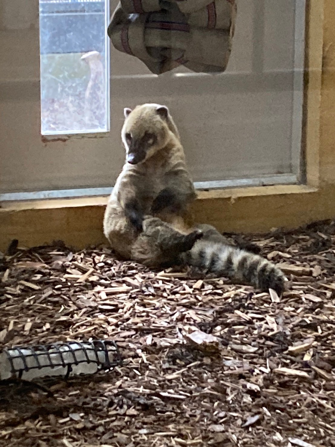 圓山動物園 https://dtks6emtee9cj.cloudfront.net/20241130/591.jpg