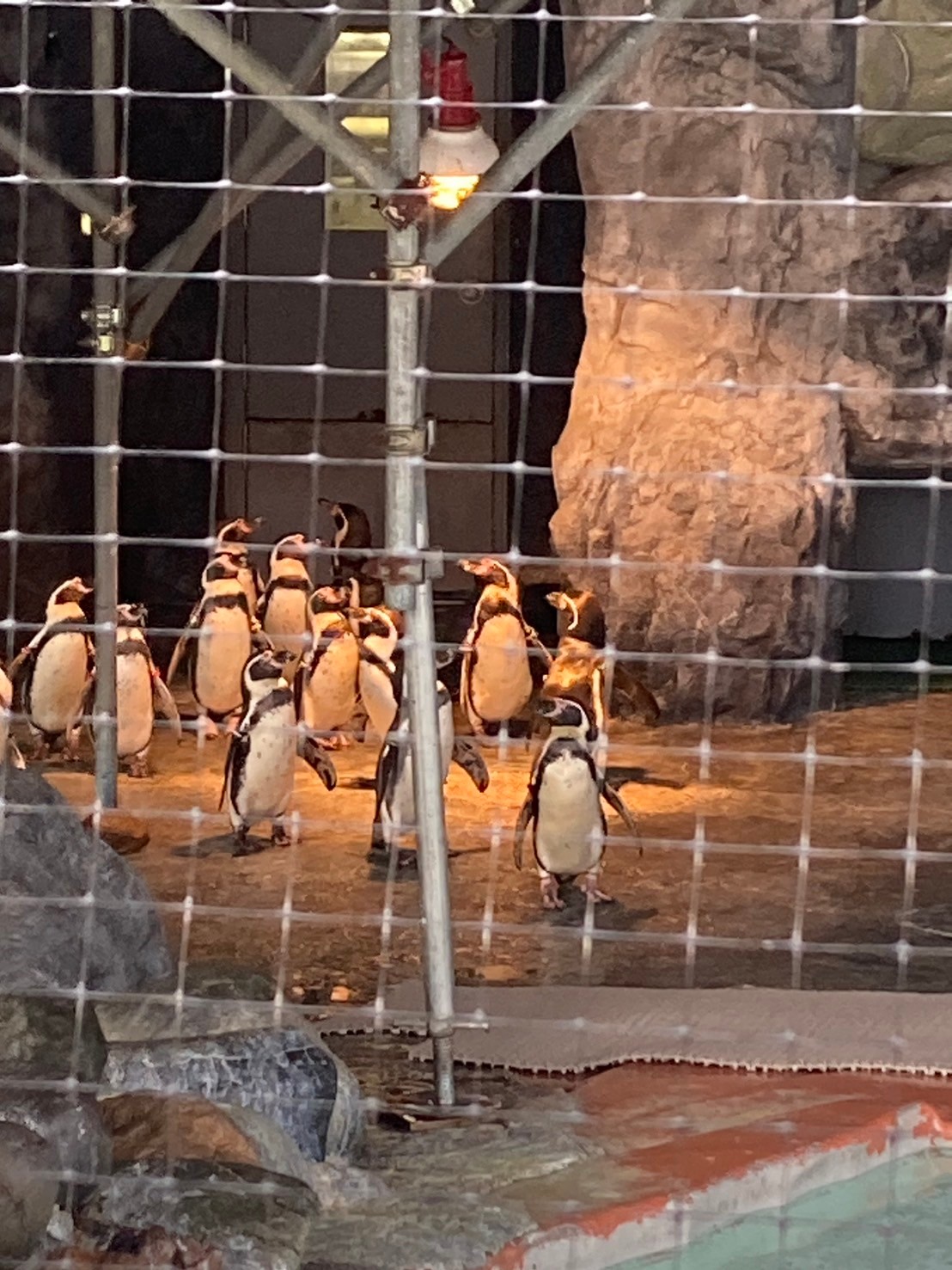 圓山動物園 https://dtks6emtee9cj.cloudfront.net/20241130/597.jpg