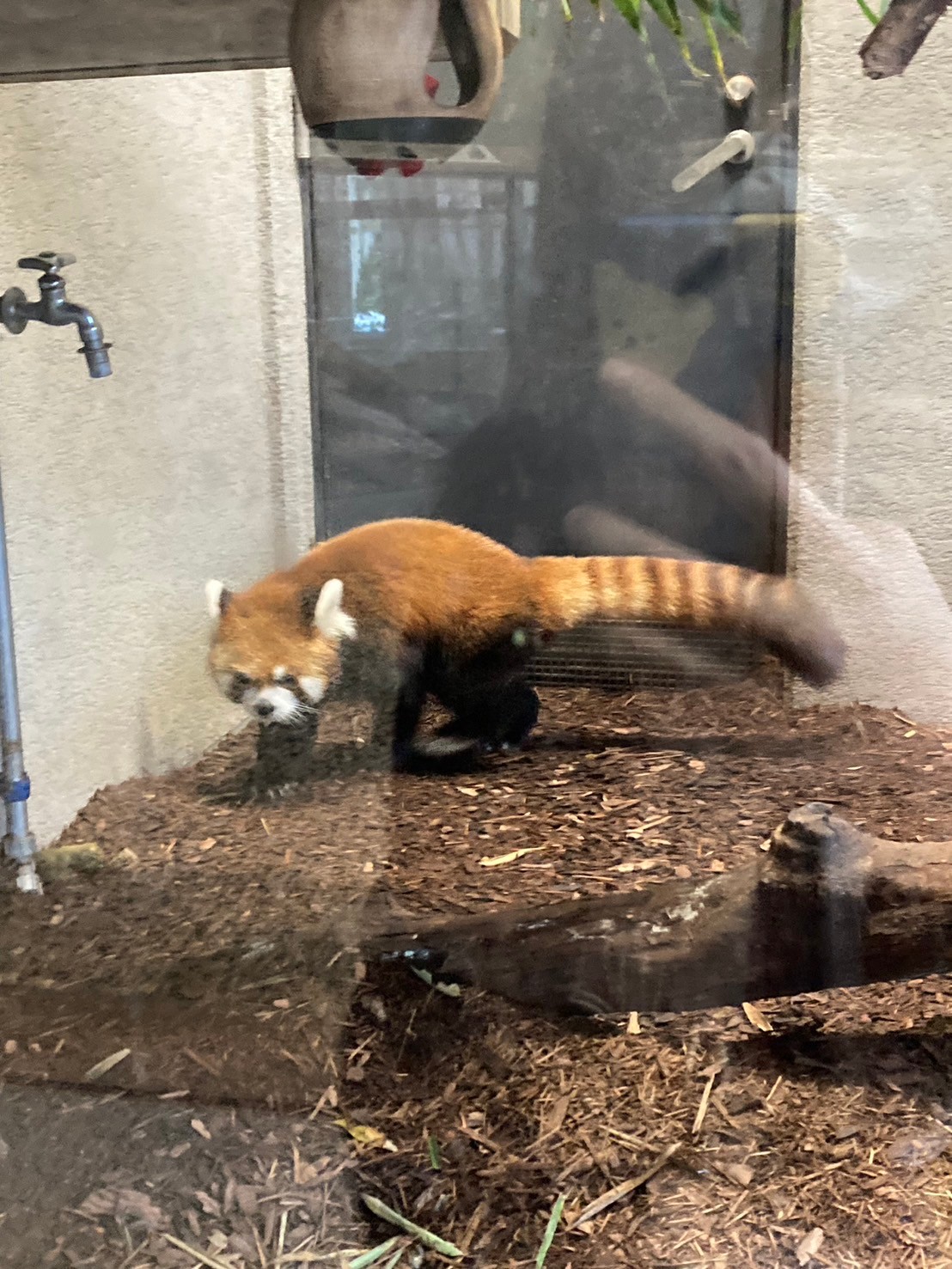 圓山動物園 https://dtks6emtee9cj.cloudfront.net/20241130/602.jpg