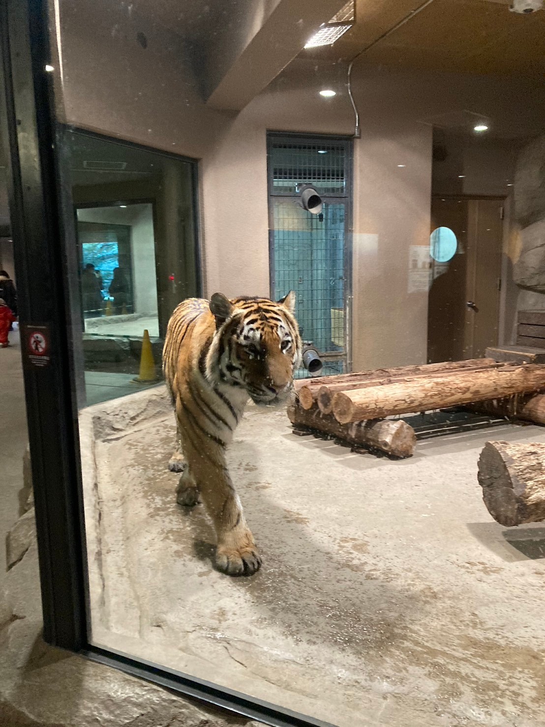 圓山動物園 https://dtks6emtee9cj.cloudfront.net/20241130/604.jpg