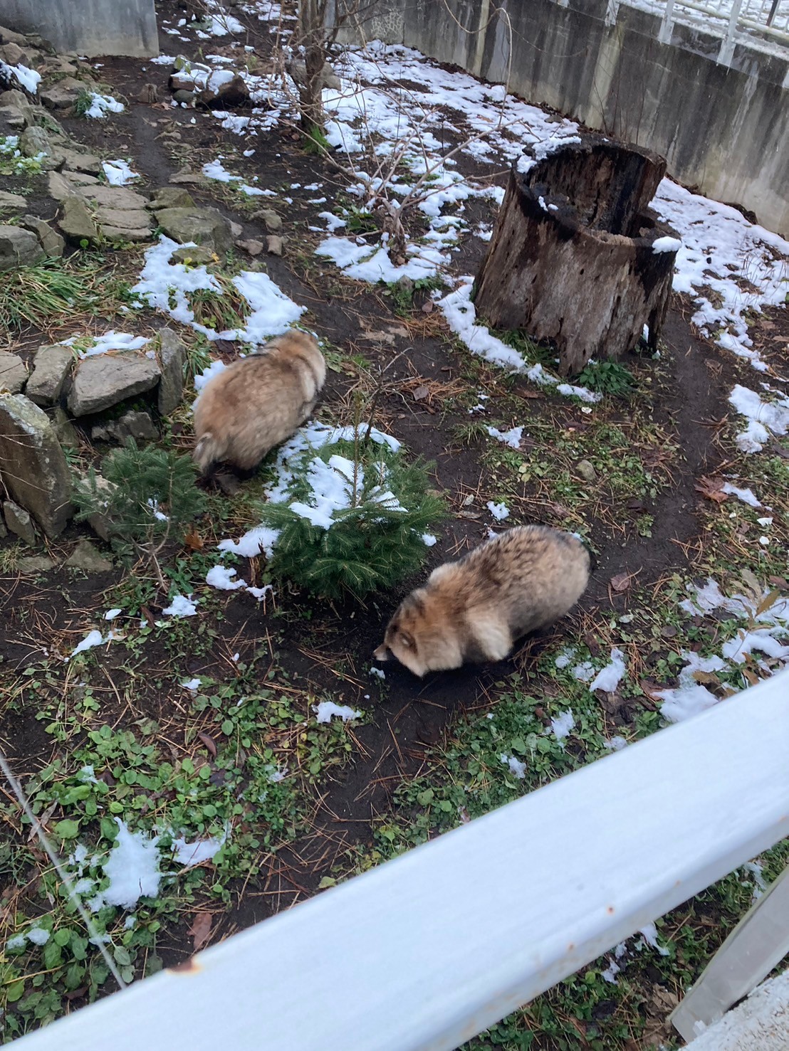 圓山動物園 https://dtks6emtee9cj.cloudfront.net/20241130/617.jpg